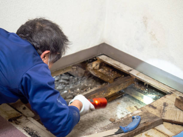Best Black Mold Removal  in Collins, MS
