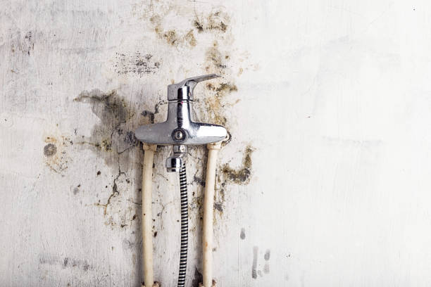 Best Affordable Mold Removal  in Collins, MS