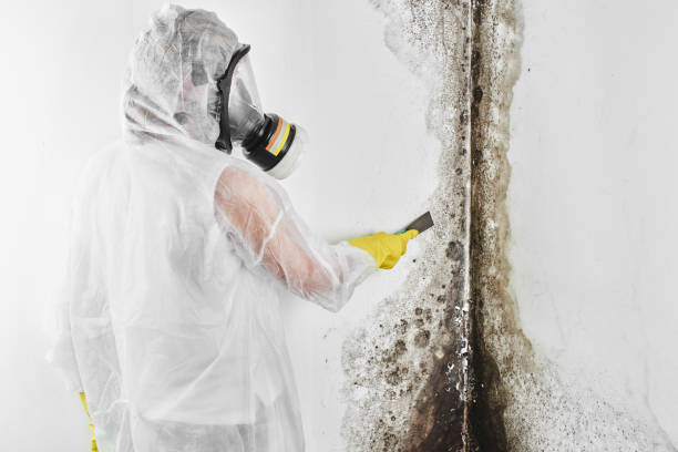 Best Mold Testing  in Collins, MS