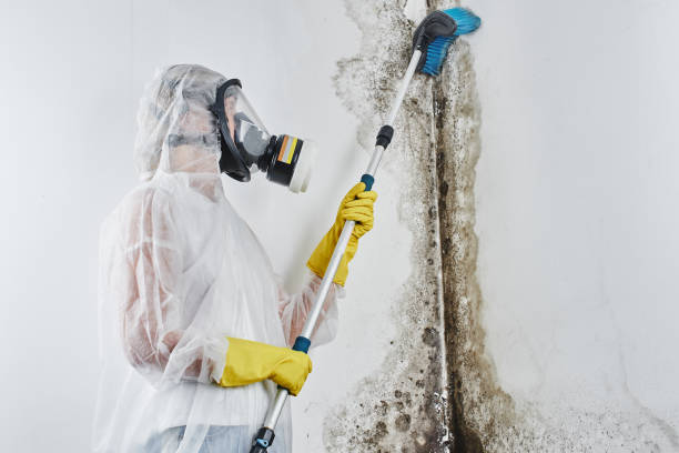 Trusted Collins, MS Mold Removal Experts