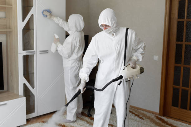 Mold Removal Process in Collins, MS
