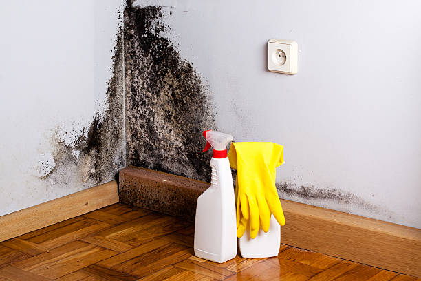 Mold Removal and Inspection in Collins, MS