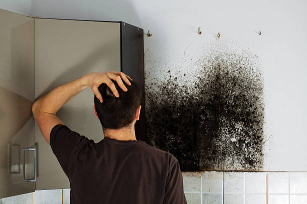 Attic Mold Removal in Collins, MS